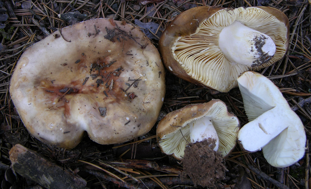 Russula di pino silvestre(1)